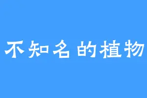 不知名的植物