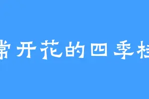 常开花的四季桂